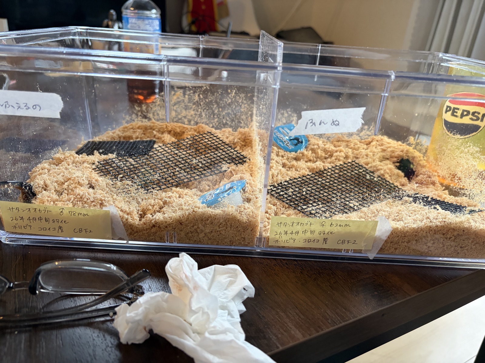 サタンオオカブトを導入してすぐにマットの中に潜ってしまった写真